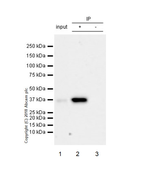 Immunoprecipitation - Anti-STING antibody [EPR13130-55] - BSA and Azide free (AB242019), expandable thumbnail