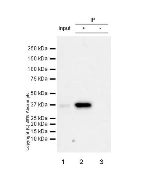 Immunoprecipitation - Anti-STING antibody [EPR13130-55] - BSA and Azide free (AB242019)
