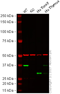 Western blot - Anti-STING antibody [EPR13130-55] - BSA and Azide free (AB242019), expandable thumbnail
