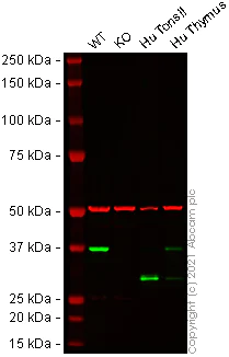 Western blot - Anti-STING antibody [EPR13130-55] - BSA and Azide free (AB242019)