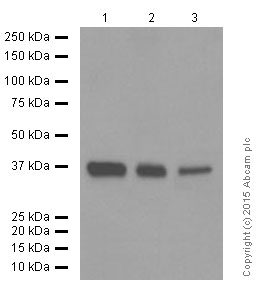 Western blot - Anti-STING antibody [EPR13130] (AB181125), expandable thumbnail