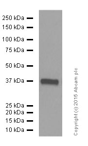 Western blot - Anti-STING antibody [EPR13130] (AB181125), expandable thumbnail