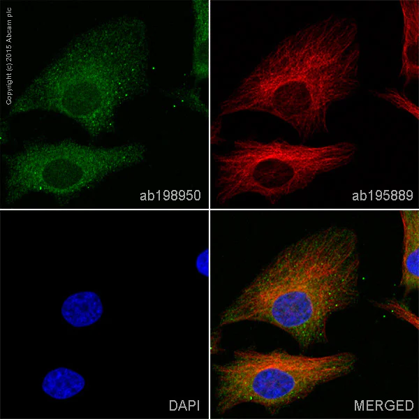 Immunocytochemistry/ Immunofluorescence - Anti-STING antibody [EPR13130] - BSA and Azide free (AB227128)