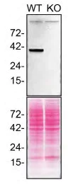 Western blot - Anti-STING antibody [EPR13130] - BSA and Azide free (AB227128)