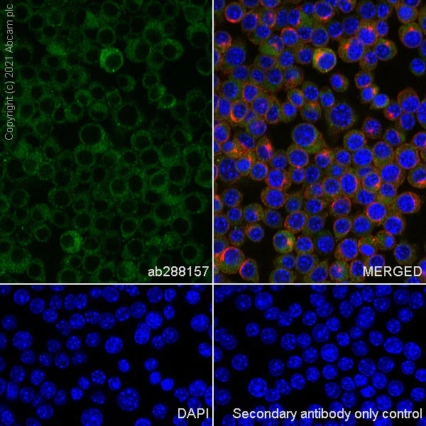 Immunocytochemistry/ Immunofluorescence - Anti-STING antibody [EPR25090-107] (AB288157)