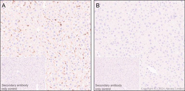 Immunohistochemistry (Formalin/PFA-fixed paraffin-embedded sections) - Anti-STING antibody [EPR25090-107] (AB288157)