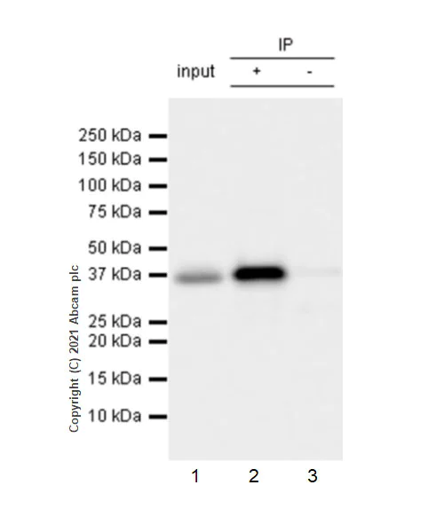 Immunoprecipitation - Anti-STING antibody [EPR25090-107] (AB288157)