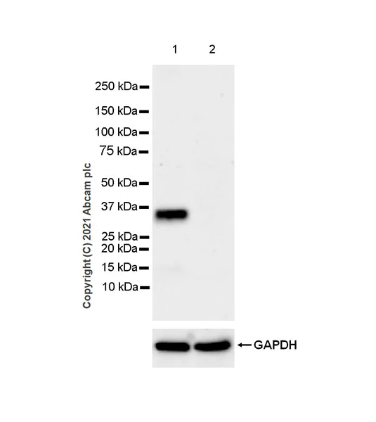 Western blot - Anti-STING antibody [EPR25090-107] (AB288157)