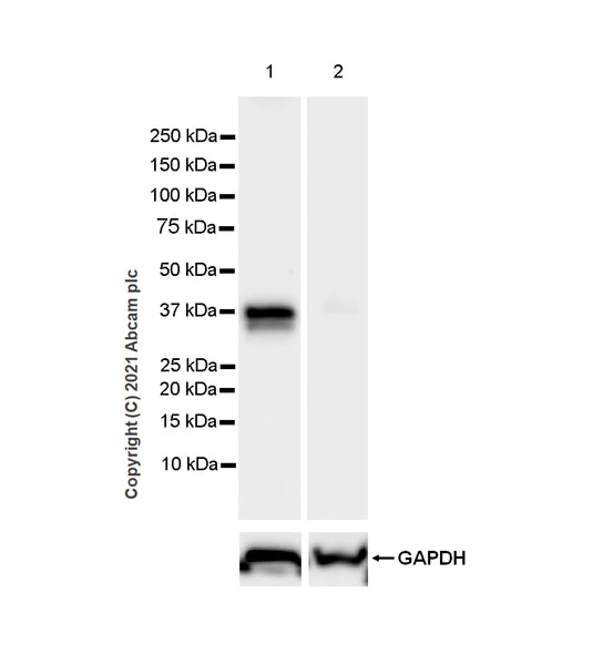 Western blot - Anti-STING antibody [EPR25090-107] (AB288157)