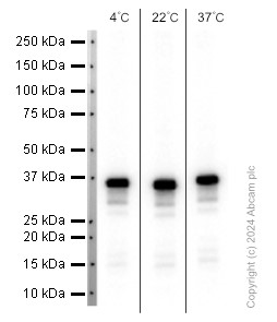 Anti-STING antibody [EPR25090-107] (ab288157) | Abcam