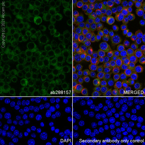 Immunocytochemistry/ Immunofluorescence - Anti-STING antibody [EPR25090-107] - BSA and Azide free (ab288164), expandable thumbnail