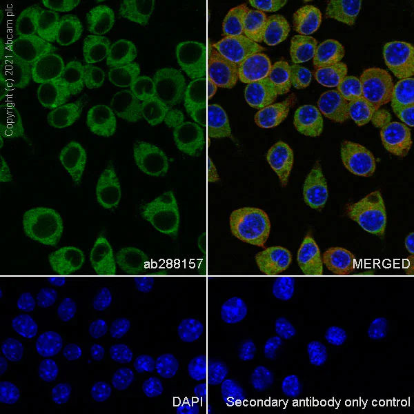 Immunocytochemistry/ Immunofluorescence - Anti-STING antibody [EPR25090-107] - BSA and Azide free (AB288164)