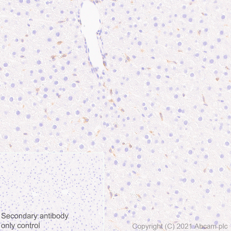 Immunohistochemistry (Formalin/PFA-fixed paraffin-embedded sections) - Anti-STING antibody [EPR25090-107] - BSA and Azide free (ab288164), expandable thumbnail