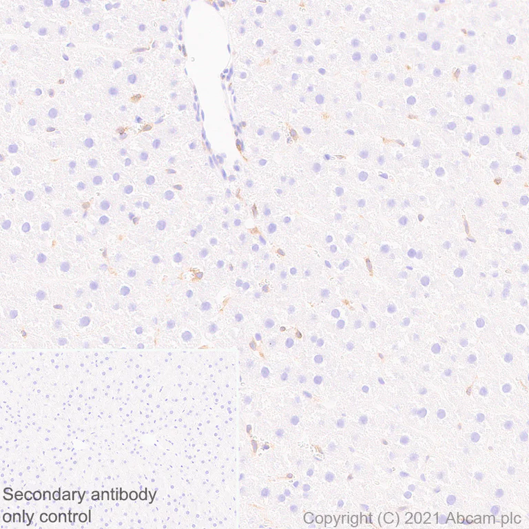 Immunohistochemistry (Formalin/PFA-fixed paraffin-embedded sections) - Anti-STING antibody [EPR25090-107] - BSA and Azide free (AB288164)