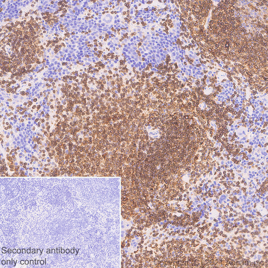 Immunohistochemistry (Formalin/PFA-fixed paraffin-embedded sections) - Anti-STING antibody [EPR25090-107] - BSA and Azide free (ab288164), expandable thumbnail