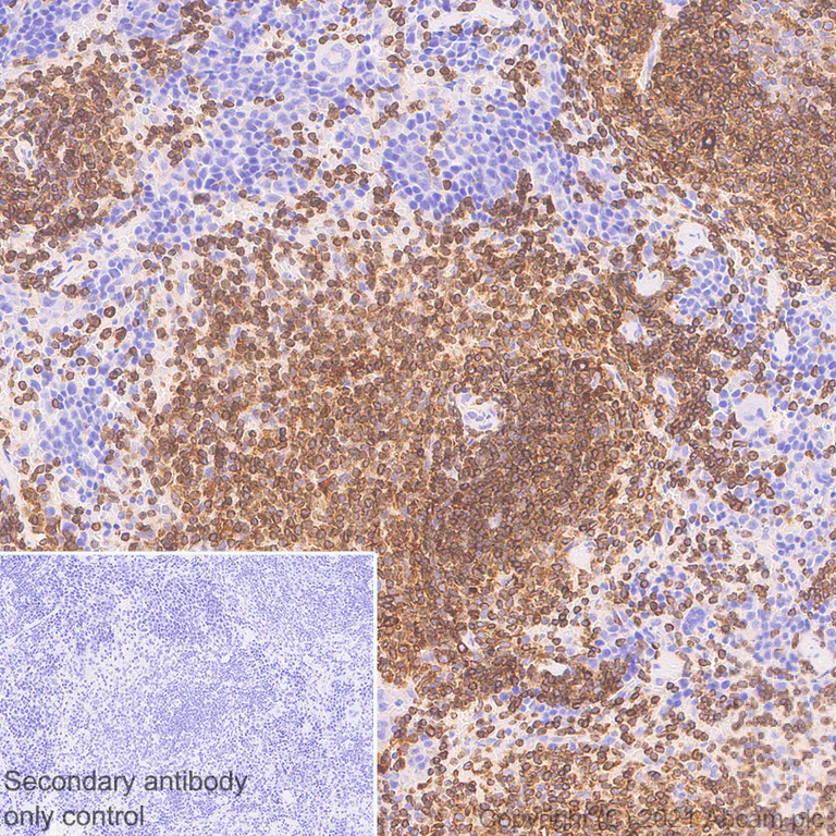 Immunohistochemistry (Formalin/PFA-fixed paraffin-embedded sections) - Anti-STING antibody [EPR25090-107] - BSA and Azide free (AB288164)