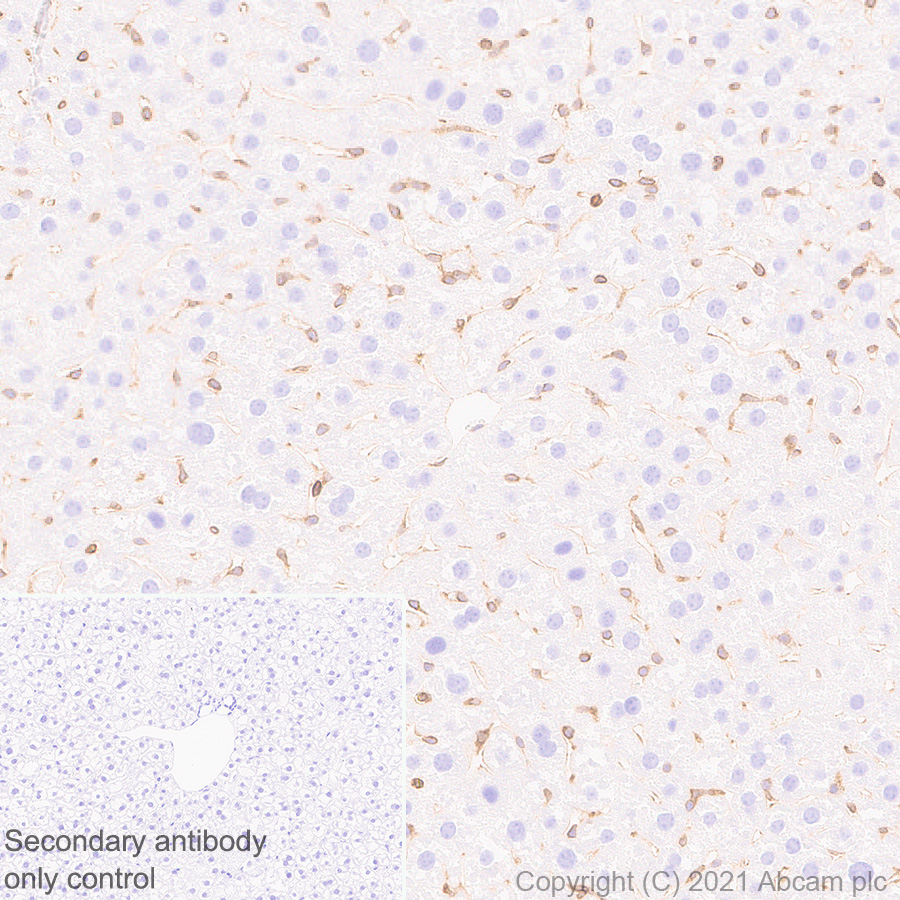 Immunohistochemistry (Formalin/PFA-fixed paraffin-embedded sections) - Anti-STING antibody [EPR25090-107] - BSA and Azide free (ab288164), expandable thumbnail