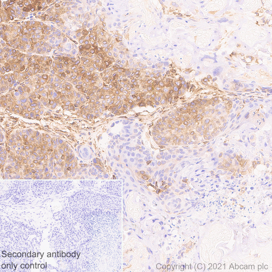 Immunohistochemistry (Formalin/PFA-fixed paraffin-embedded sections) - Anti-STING antibody [EPR25090-107] - BSA and Azide free (AB288164), expandable thumbnail