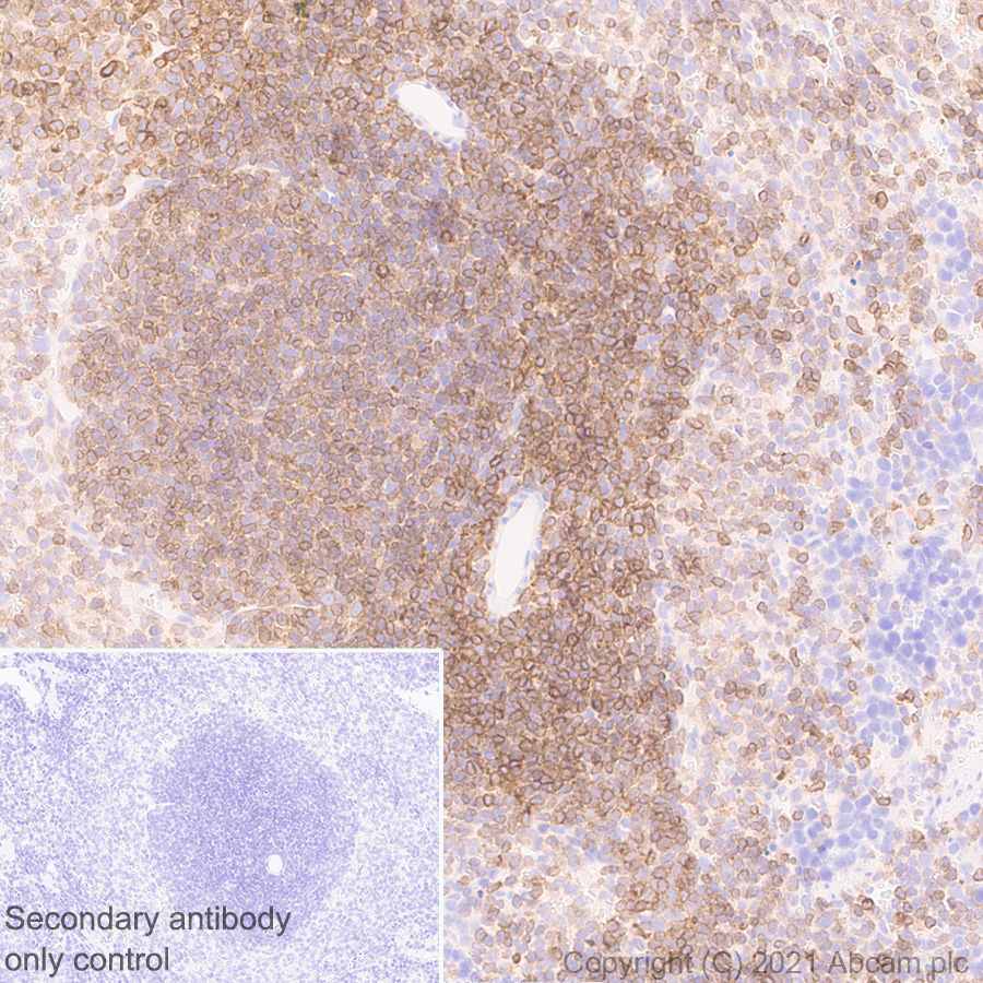 Immunohistochemistry (Formalin/PFA-fixed paraffin-embedded sections) - Anti-STING antibody [EPR25090-107] - BSA and Azide free (ab288164), expandable thumbnail