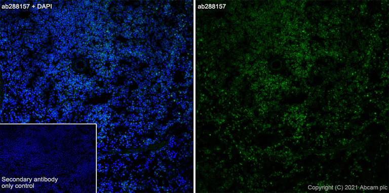 Immunohistochemistry (Frozen sections) - Anti-STING antibody [EPR25090-107] - BSA and Azide free (AB288164)