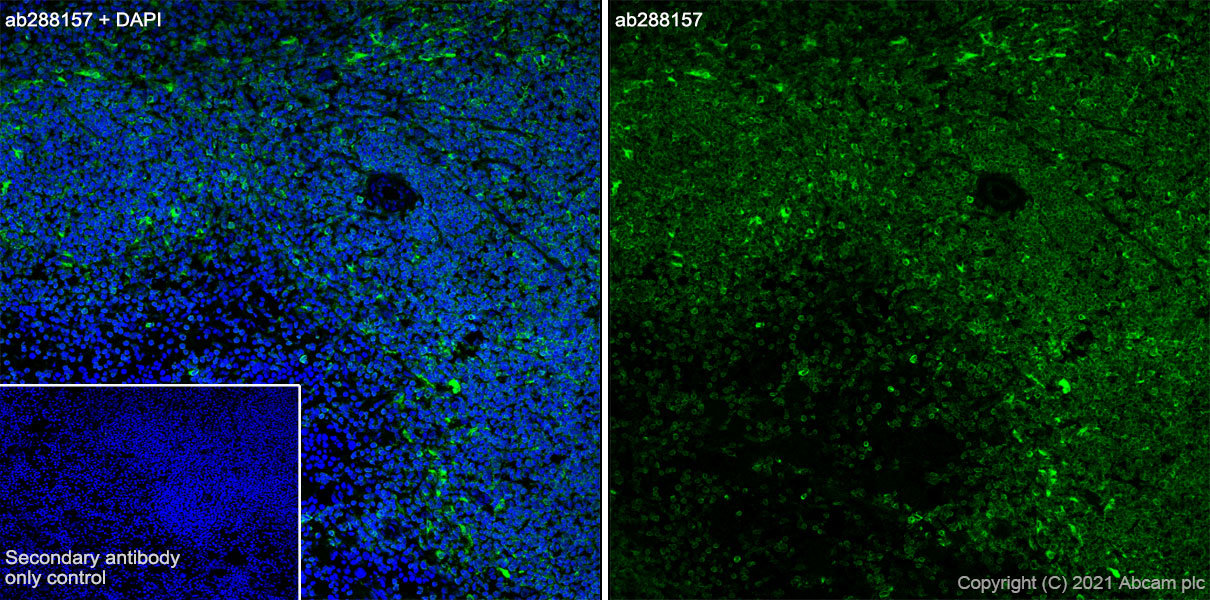 Immunohistochemistry (Frozen sections) - Anti-STING antibody [EPR25090-107] - BSA and Azide free (ab288164), expandable thumbnail