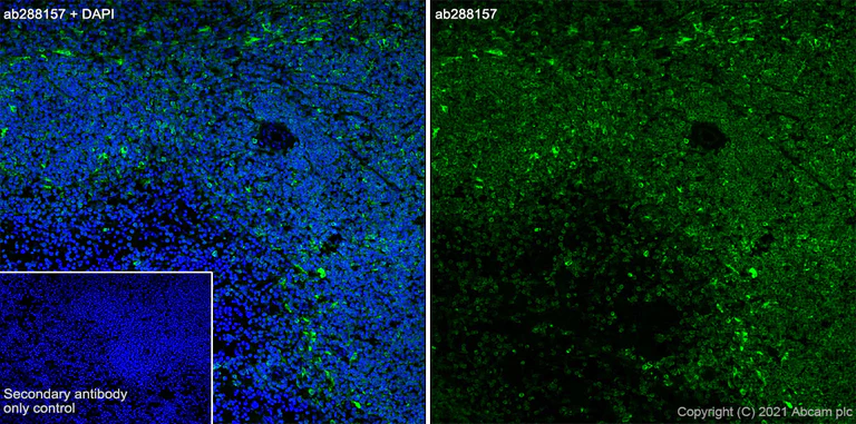 Immunohistochemistry (Frozen sections) - Anti-STING antibody [EPR25090-107] - BSA and Azide free (AB288164)