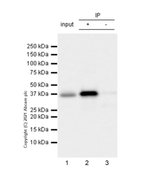 Immunoprecipitation - Anti-STING antibody [EPR25090-107] - BSA and Azide free (AB288164), expandable thumbnail