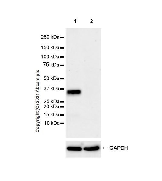 Western blot - Anti-STING antibody [EPR25090-107] - BSA and Azide free (AB288164), expandable thumbnail