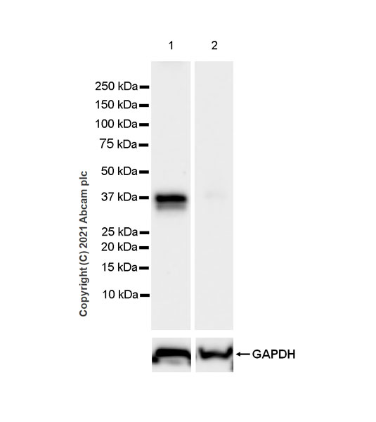 Western blot - Anti-STING antibody [EPR25090-107] - BSA and Azide free (ab288164), expandable thumbnail