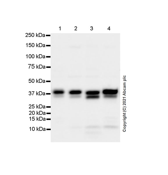 Western blot - Anti-STING antibody [EPR25090-107] - BSA and Azide free (ab288164), expandable thumbnail