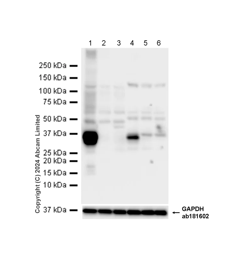 Western blot - Anti-STING antibody [EPR25090-107] - BSA and Azide free (AB288164)