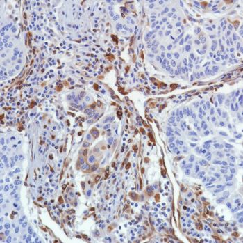 Immunohistochemistry (Formalin/PFA-fixed paraffin-embedded sections) - Anti-STING antibody [SP339] - BSA and Azide free (ab238796), expandable thumbnail