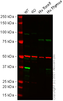 Western blot - Anti-STING antibody [SP339] - BSA and Azide free (ab238796), expandable thumbnail