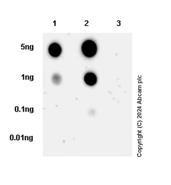 Dot Blot - Anti-STING (phospho S366) antibody [EPR29040-93] - BSA and Azide free (AB324230)