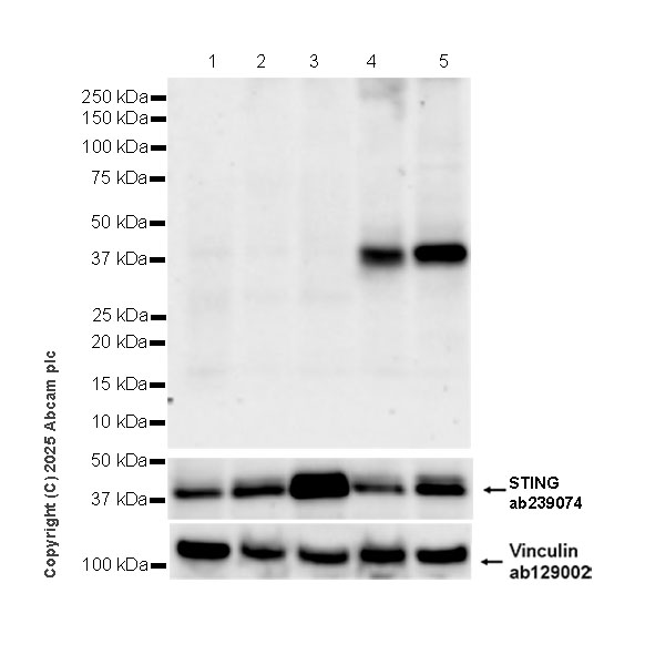 Western blot - Anti-STING (phospho S366) antibody [EPR29040-93]  - BSA and Azide free (AB324230), expandable thumbnail