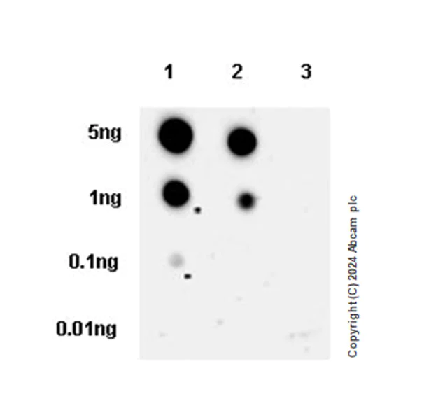 Dot Blot - Anti-STING (phospho Y199) antibody [EPR22728-11] (AB318181)