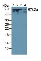Western blot - Anti-STIP1/STI1 antibody (AB233196)