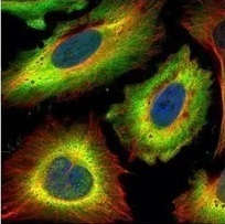 Immunocytochemistry/ Immunofluorescence - Anti-STIP1/STI1 antibody (AB96550)