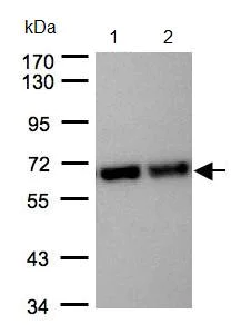 Western blot - Anti-STIP1/STI1 antibody (AB96550)