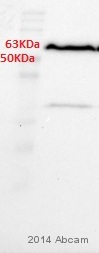 Western blot - Anti-STIP1/STI1 antibody [EPR6605] (ab126724), expandable thumbnail
