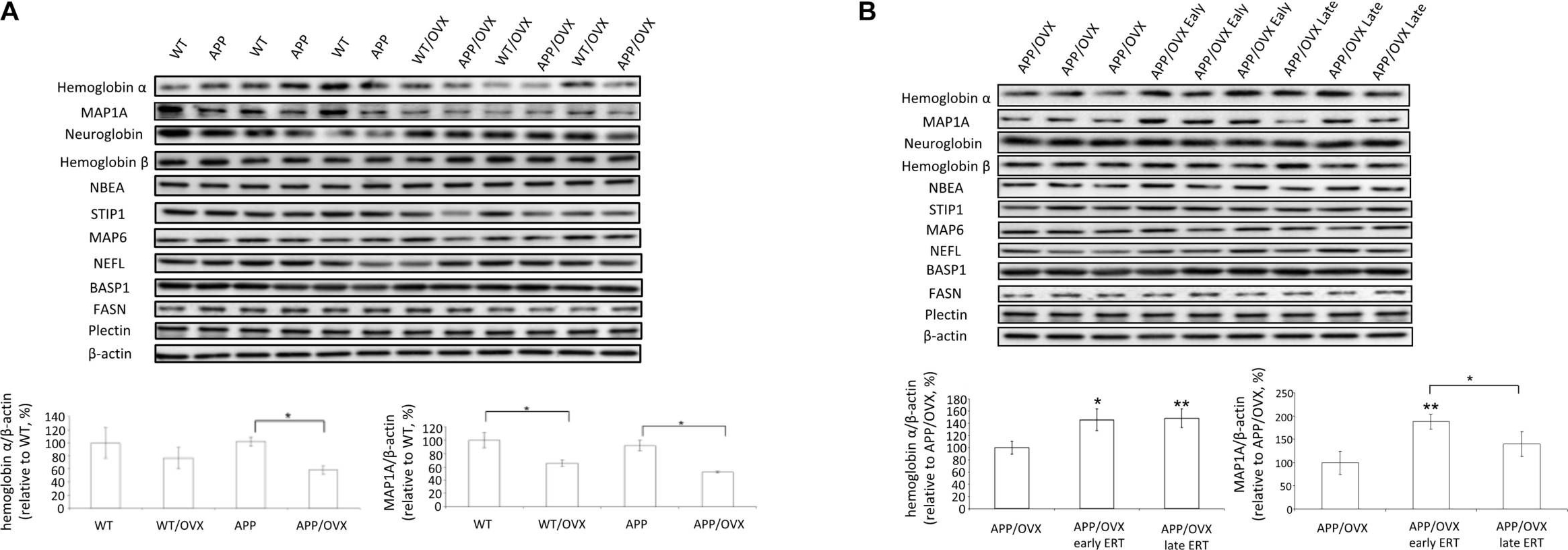 Western blot - Anti-STIP1/STI1 antibody [EPR6605] (ab126724), expandable thumbnail