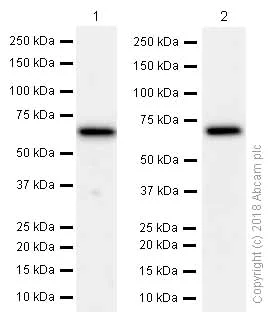 Western blot - Anti-STIP1/STI1 antibody [EPR6605] (AB126724)