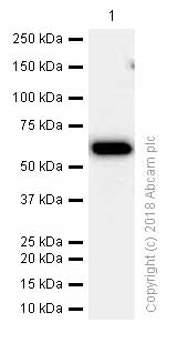 Western blot - Anti-STIP1/STI1 antibody [EPR6605] (AB126724), expandable thumbnail