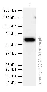 Western blot - Anti-STIP1/STI1 antibody [EPR6605] (AB126724)
