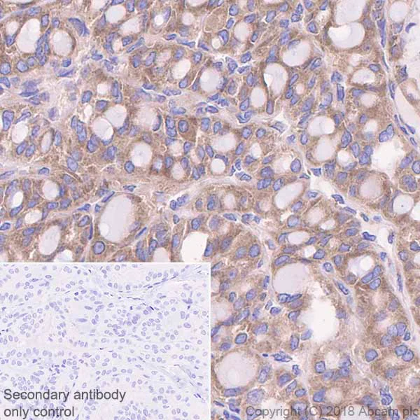 Immunohistochemistry (Formalin/PFA-fixed paraffin-embedded sections) - Anti-STIP1/STI1 antibody [EPR6605] - BSA and Azide free (AB238963)