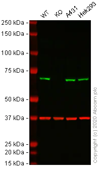 Western blot - Anti-STIP1/STI1 antibody [EPR6605] - BSA and Azide free (AB238963)