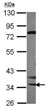 Western blot - Anti-STK16 antibody (AB228806)