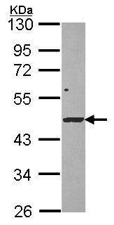 Western blot - Anti-STK17A antibody (AB227381)