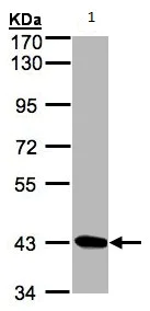 Western blot - Anti-STK17A antibody (AB97530)
