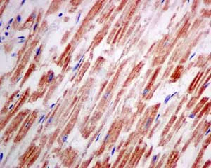 Immunohistochemistry (Formalin/PFA-fixed paraffin-embedded sections) - Anti-STK25 antibody [EPR10306] - BSA and Azide free (AB249296)